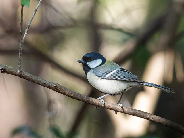 鈴木氏が研究対象とするシジュウカラ。日本全国に分布し、市街地などでも見かけることが多い。
