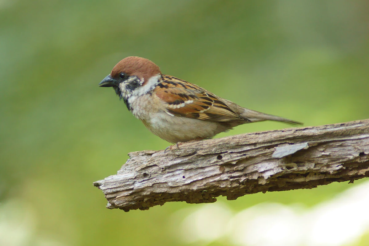 スズメが今、環境省の絶滅危惧種の基準値を超えるペースで激減しているという