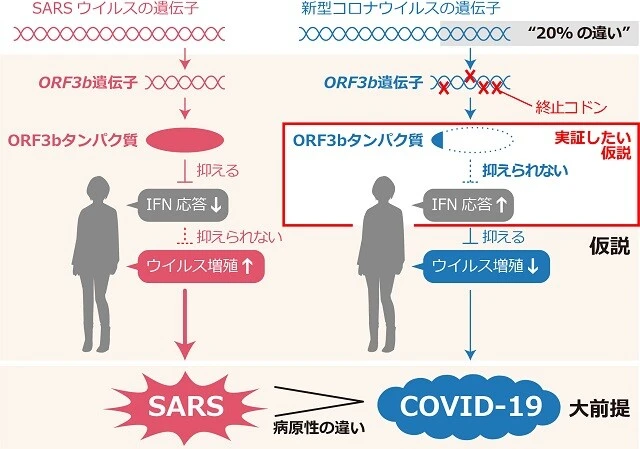 ORF3bに着目したプロジェクトの「仮説」