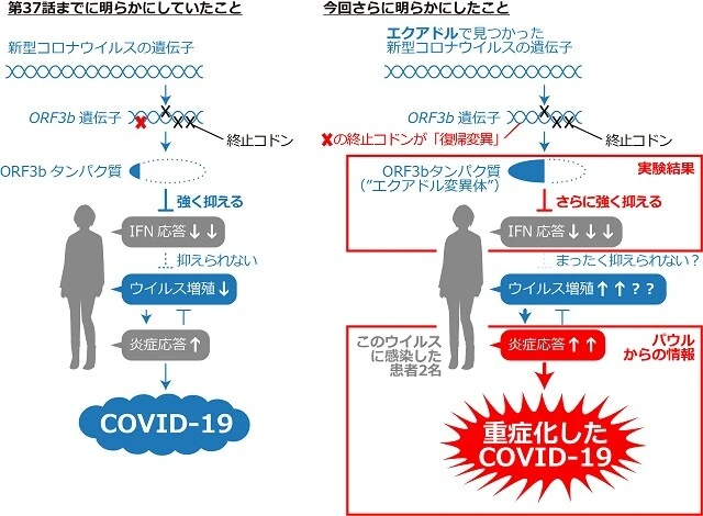エクアドルで見つかったORF3bについての新しい仮説