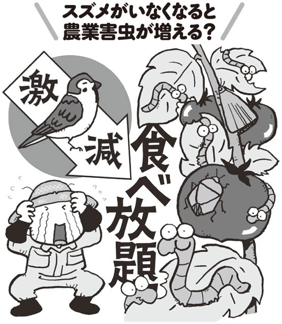 なぜ今、スズメは激減しているのか？