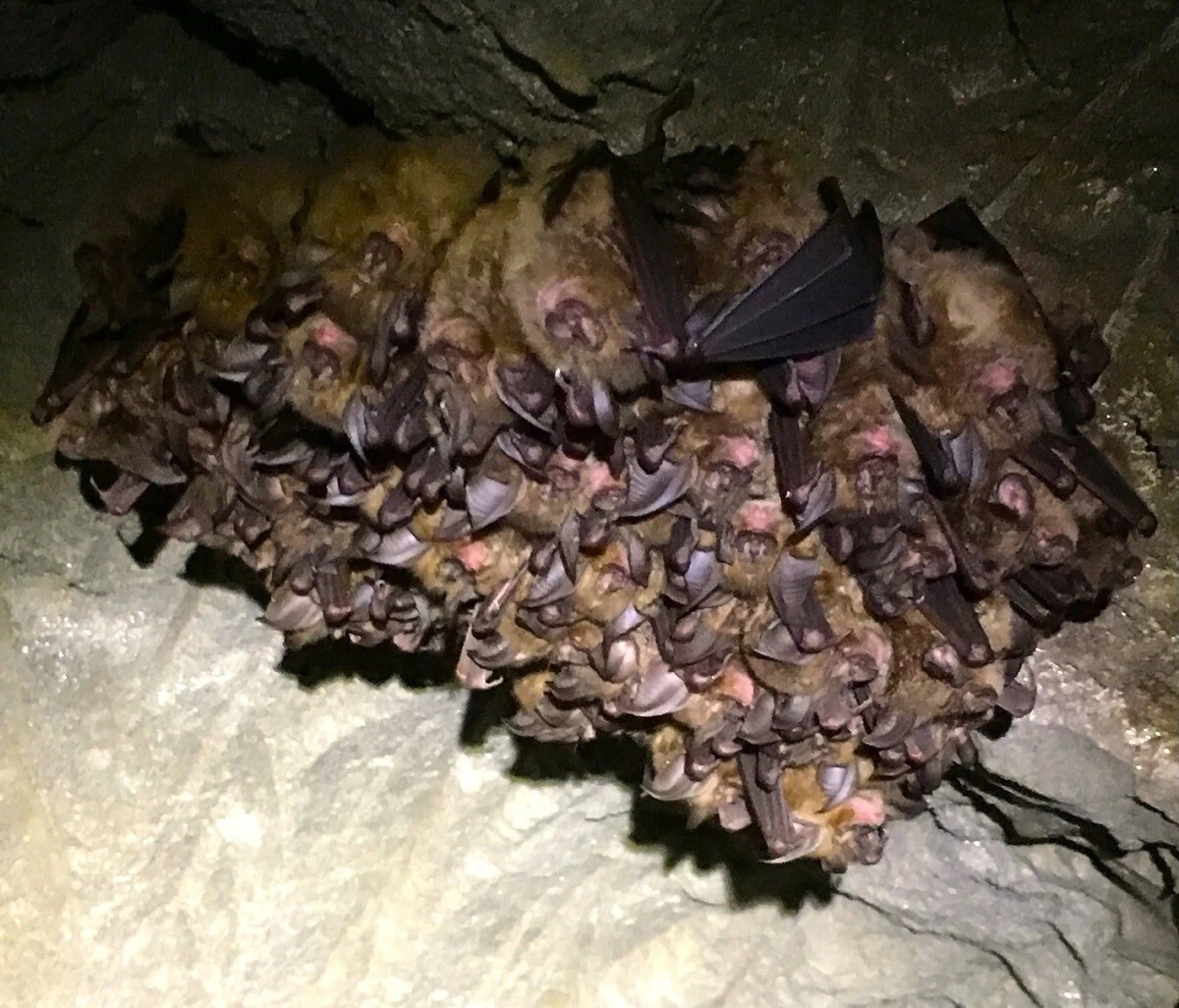 映画『コンテイジョン』を観て思ったこと【「新型コロナウイルス学者」の平凡な日常】