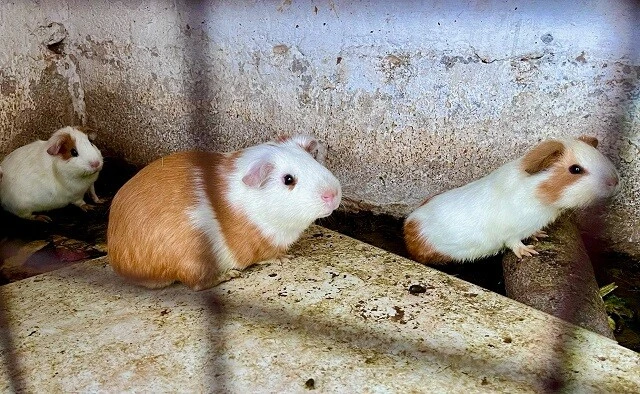 クイ。これが......