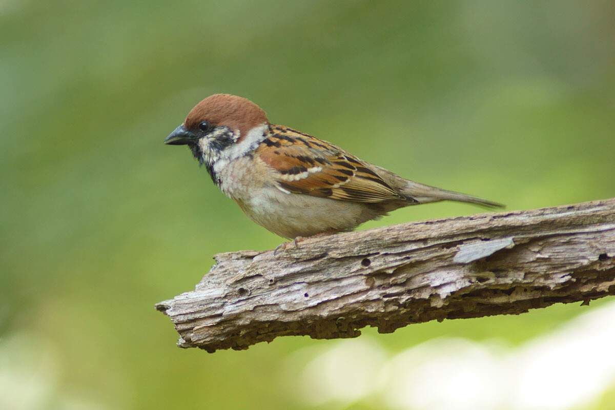 「身近な鳥が絶滅危惧種に!?」 なぜいまスズメは激減しているのか？ - 写真 - ニュース