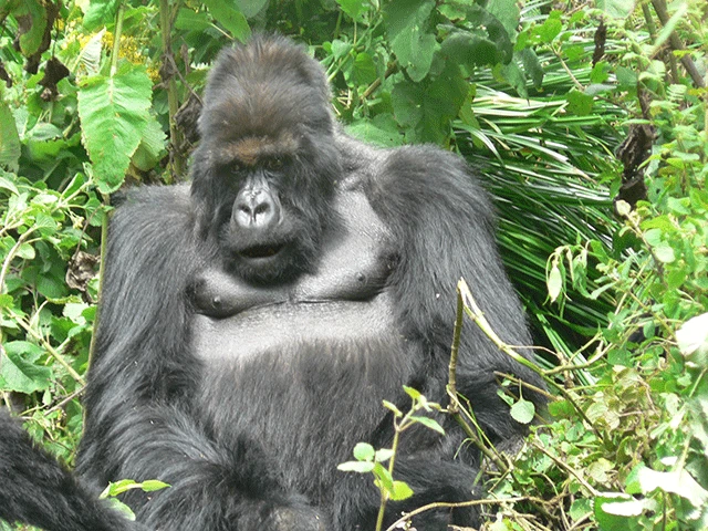 山極氏が共に過ごしたマウンテンゴリラゴリラのタイタス。