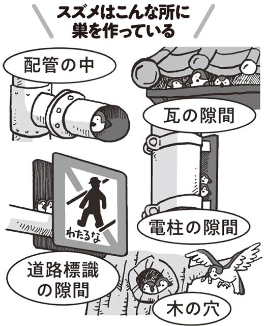 なぜ今、スズメは激減しているのか？