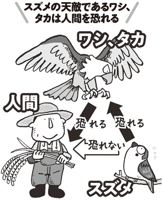 なぜ今、スズメは激減しているのか？