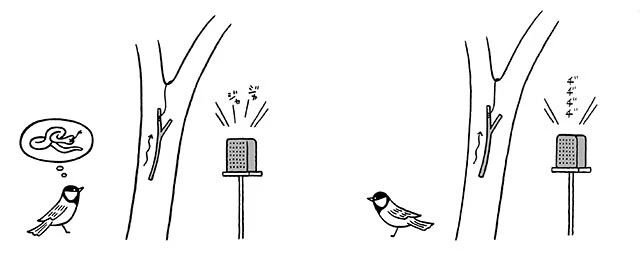 ヘビを警戒する音「ジャージャー」を聞かせながらヘビほどのサイズの枝を引き上げる実験を行なうと、シジュウカラは必ず枝を確認しに行くという。一方、モズやフクロウに対して発する鳴き声「ヂヂヂヂ」を流して枝を見せても、シジュウカラは反応しなかった。