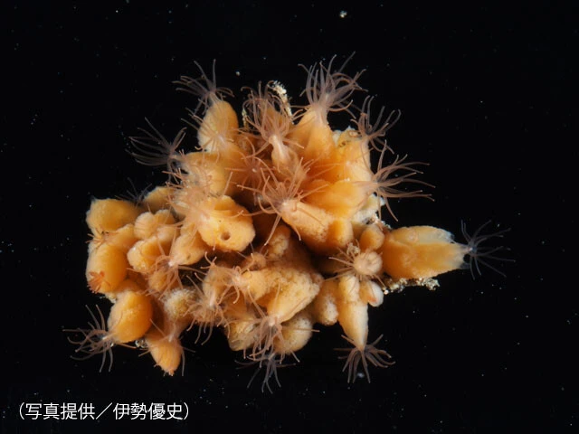 カイメンにたくさんのテンプライソギンチャクが群がっている。コロニーの直径はわずか5㎝ほどと小さい