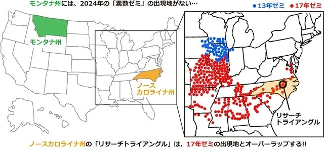 （左）私が今回訪れた、モンタナ州とノースカロライナ州の位置。（右）Gene Kritsky/Mount St. Joseph Universityから引用・改変した、2024年の素数ゼミの出現地。
