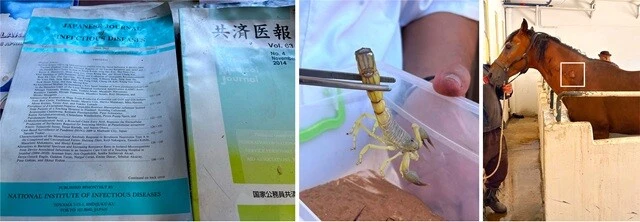 (左)図書館には、日本の雑誌もたくさん保管されていた。左の冊子は、日本の感染研が発行する雑誌。(中央)毒を持つサソリ。(右)サソリから抽出した毒素を接種された馬。接種されたところに大きなコブができている。写真の中の白枠がコブ。