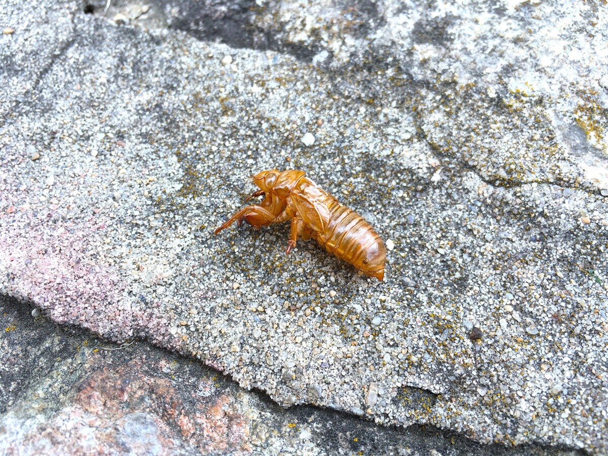 【「新型コロナウイルス学者」の平凡な日常】G2P-Japanアメリカツアー2024～ハミルトン、ダーラム、チャペルヒル（6）