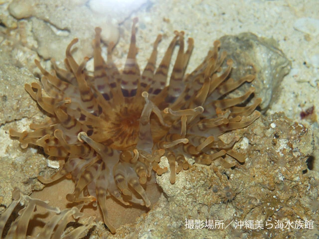 「竜宮の御殿」の名にたがわぬ、強烈な存在感と強い毒が特徴。新種発見の裏には沖縄美ら海水族館の協力があった