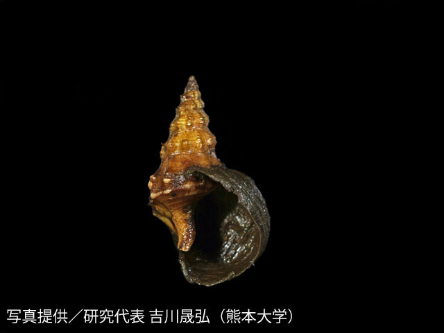 殻の下部に、ヒメキンカライソギンチャクが分泌物で作った殻が「増設」されている（黒色の部分）