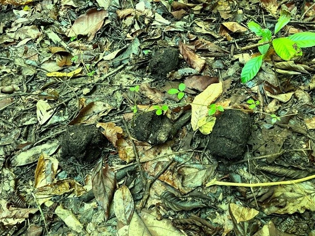 ジャングルの中によく転がっている、マレーゾウの糞。