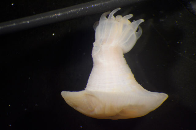 触手（写真上方）を伸ばすウミノフジサン。その様子はさながら富士山の噴火のよう！