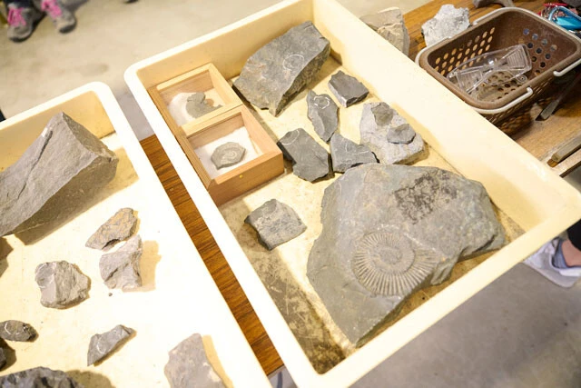 ホロッサで発掘した化石の一部は持ち帰ることができるが、研究上重要なものが見つかった場合は寄付することが求められる