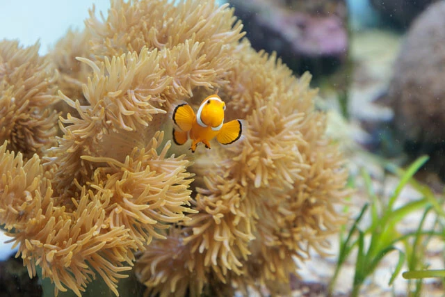 続々と新種が見つかっているイソギンチャク