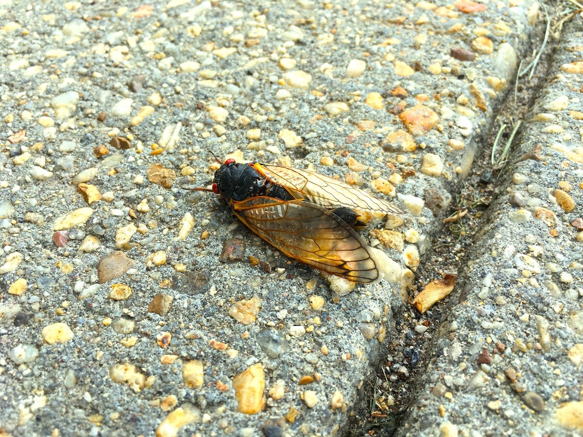 【「新型コロナウイルス学者」の平凡な日常】G2P-Japanアメリカツアー2024～ハミルトン、ダーラム、チャペルヒル（5）