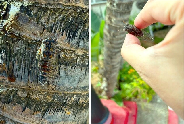 (左)木に擬態したような模様のセミ。(右)日本のセミに比べるとふた回りくらい小さいが、ものすごく大きな声で鳴く。そのボリュームは、クマゼミの比ではないほどに大きく感じた。