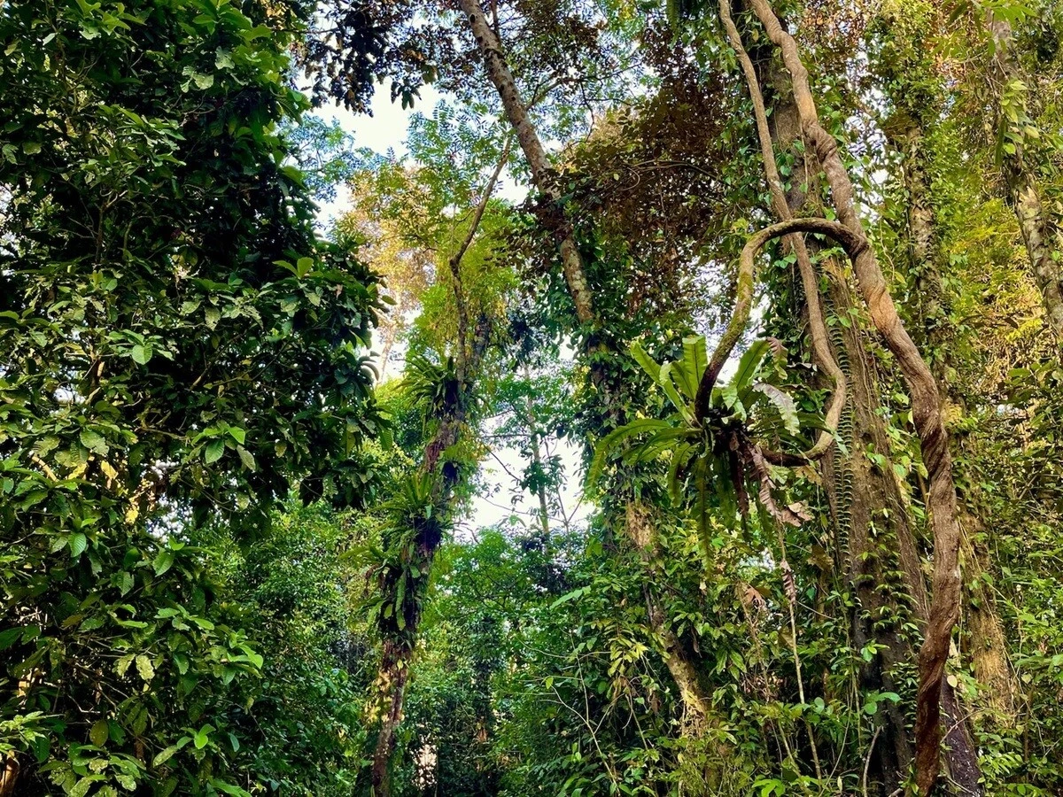 アジアン・ヤング・ジェネレーション2～ボルネオ島（6）【「新型コロナウイルス学者」の平凡な日常】