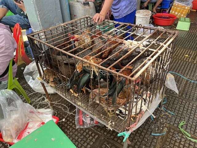 小さなケージにぎっちりと敷き詰められたニワトリ。もしこの中の1匹でも、H5N1鳥インフルエンザウイルスに感染していたら、と思うと……。