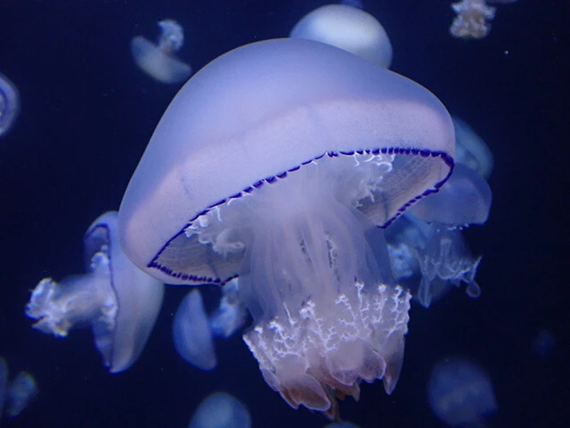 紫色の縁取りが美しいパルモ。クラゲが水中を漂うようになる前の段階である「ポリプ」の状態から育てられた