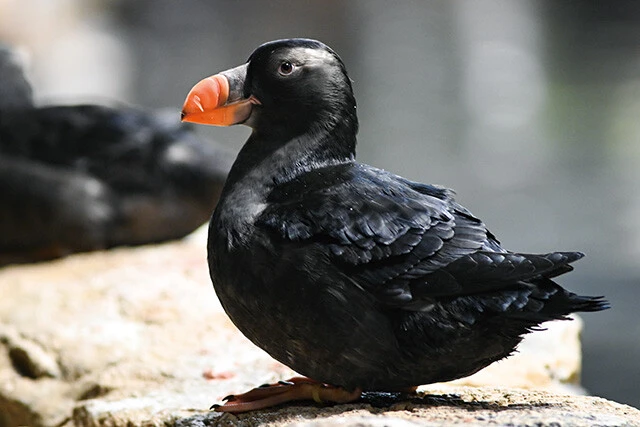 「海鳥の生態」コーナーにいるエトピリカは飛ぶだけではなく、水中を泳ぐこともできる