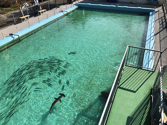 児童たちがかつて泳いだ25mプールを、サメやウミガメが悠々と泳ぐ屋外大水槽。ここでしか見られない光景だ