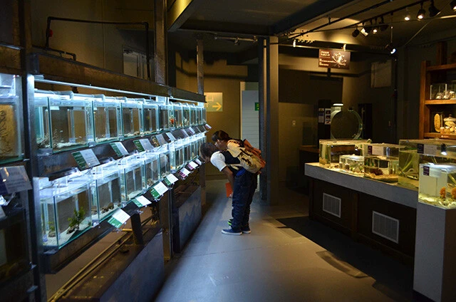 変わった生物を集めた「へんな生きもの研究所」。内装も古い研究所風に仕上げてある（写真提供／鳥羽水族館）