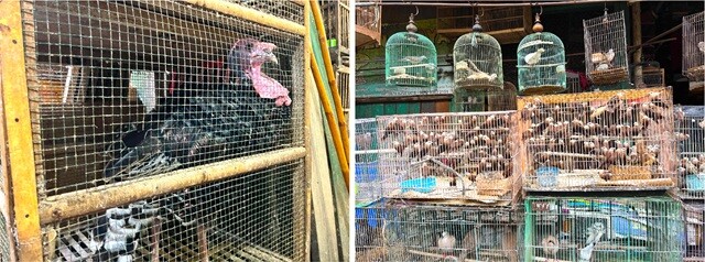 プラムカ市場。大小問わず、無数のいろいろな鳥が売られていた。