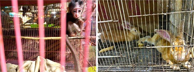 ほ乳類（サル、ウサギ）まで......
