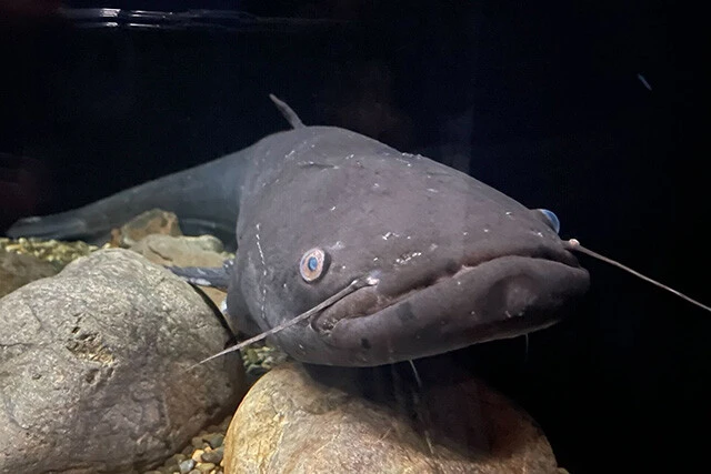 琵琶湖と、琵琶湖から流出する淀川水系だけに生息するビワコオオナマズ。体長は最大で120㎝にも達する