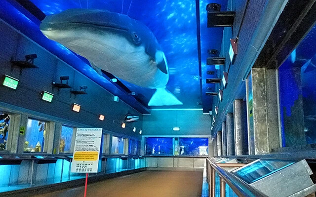 北海道最古の水族館。両側に設置型の水槽が隙間なく並び、北海道になじみのある水生生物が拝める