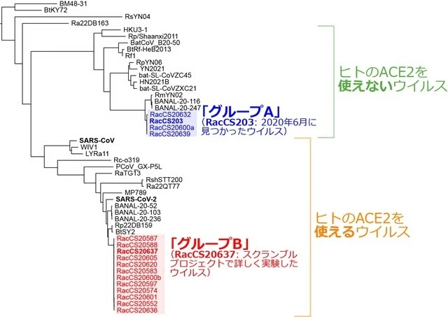 チャチューンサオで見つかったウイルスを含めたコロナウイルスの「系統樹」。『セル』に掲載された論文から引用・改変。「系統樹」とは、遺伝子の似ている・似ていないを図示したもの。ヒトのACE2を使えないウイルス（緑）と使えるウイルス（オレンジ）に分けられ、SARSコロナウイルス（SARS-CoV）や新型コロナウイルス（SARS-CoV-2）は後者（オレンジ）に分類される。チャチューンサオで見つかったコロナウイルスは、「グループA」（青）と「グループB」（赤）に分けられる。「グループA」はヒトのACE2を使えない、「グループB」は使える、と考えられる。2020年6月のチャチューンサオでは「グループA」（RacCS203）しか見つからなかったが、そのわずかひと月後の7月には、「グループB」のウイルスがたくさん見つかった。