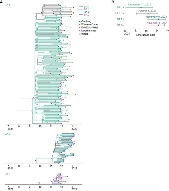 G2P-Japanが科学雑誌『セル』に発表した論文に載せた図のひとつ。オミクロン3兄弟が生まれた時期を推定したもの。