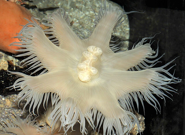 チュラウミカワリギンチャクは、沖縄美ら海水族館で約15年間飼育された後、泉先生によって新種だったことが判明した