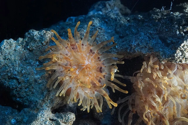 こちらも泉先生が2023年に新種として報告したリュウグウノゴテン。色が沖縄の宮殿を連想させることから命名された（写真提供／国営沖縄記念公園［海洋博公園］：沖縄美ら海水族館）