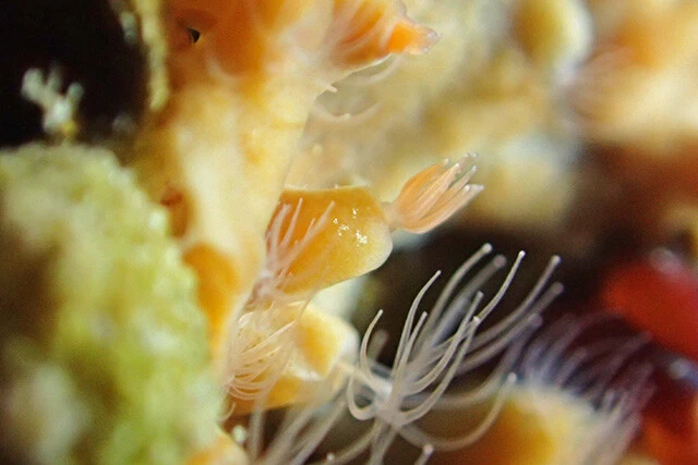 エビの天ぷらそっくりであることから泉先生に名づけられた「テンプライソギンチャク」（写真提供／鳥羽水族館）