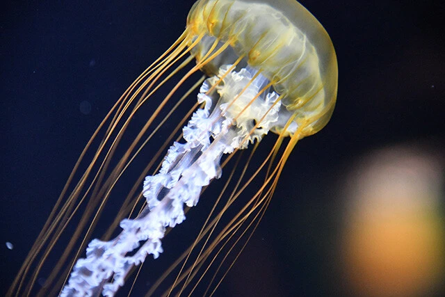 黄色いかさが特徴のパシフィックシーネットル。主に北米の太平洋沿岸に生息し、日本では見られない