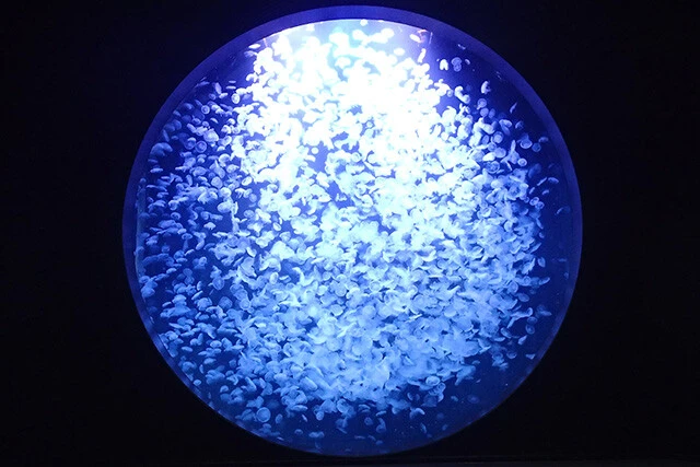 およそ1万匹ものミズクラゲが浮遊する直径5mの円形大型水槽「クラゲドリームシアター」は迫力満点！