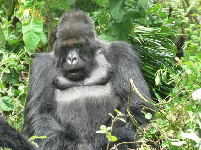 山極先生が研究対象とするゴリラ。写真はルワンダで山極先生が仲良くしていたゴリラ「タイタス」（オス）