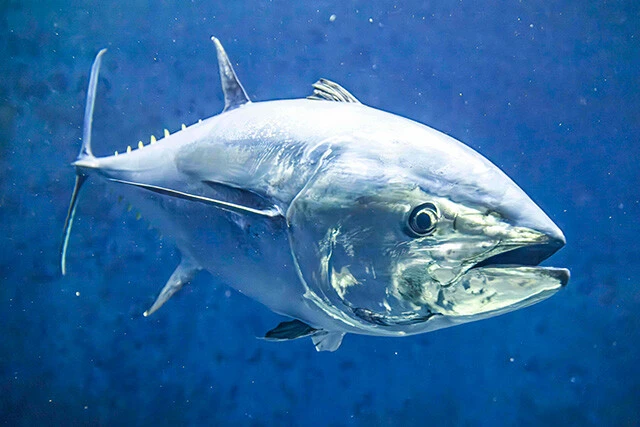 ホンマグロとも呼ばれるクロマグロ。豊洲市場の今年の初競りでは5億円以上の価格で落札された高級魚だ