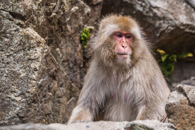 日本固有種であるニホンザル。長谷川氏は学部生時代から千葉県の高宕山に調査に入り、ニホンザルの育児行動の研究を行なった