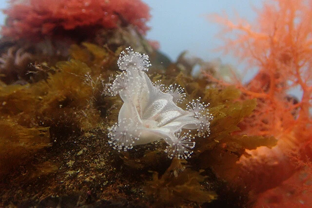 「北極・南極の海」コーナーのマナニア・アトランティカ。浮遊せず、岩などにくっついて暮らす珍しいクラゲだ