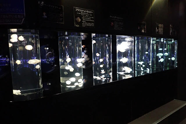 円柱形状の水槽「クラゲチューブ」が数多く並び、クラゲが浮遊する様子を360度、間近から観察できる