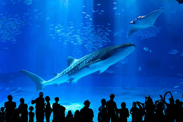 沖縄美ら海水族館の目玉のひとつである、巨大水槽に展示されるジンベエザメ。魚類の中では最大の種で、成長すると10～12mにもなる