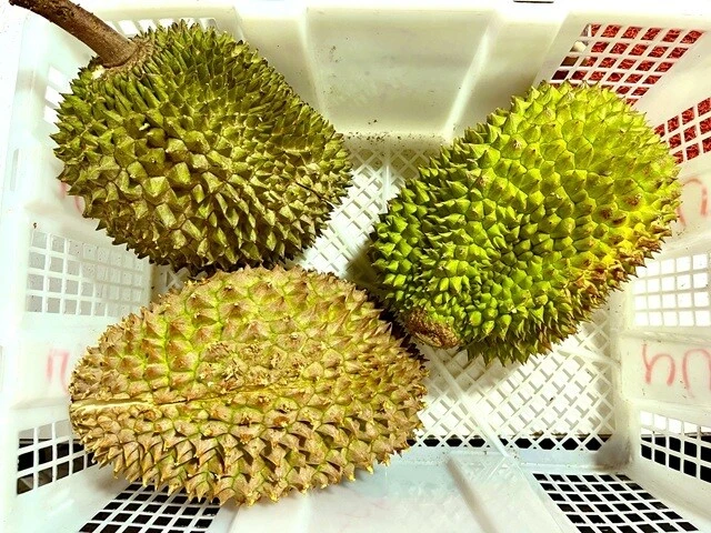 今回食べた3品種のドリアン。左上から時計回りに、猫山王（Mao Shan Wang）、S17、竹脚（Green Bamboo）。S17は甘苦く、猫山王はフルーティーな感じでおいしいと感じた。ただしいかんせん、どれもめちゃくちゃオイリーで、めちゃくちゃ甘い。ちなみに、「地元民しか知らない秘密のドリアン市場」なので、値段は割安と聞いていたものの、この3個で12000円ほど。その値段の価値があったかというと……