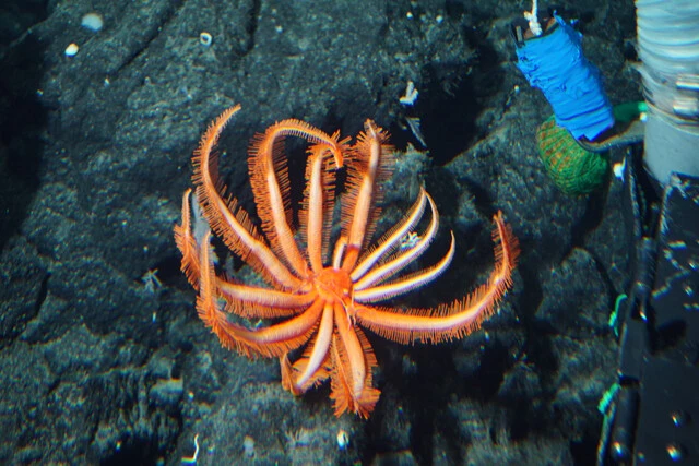 七曜海山列で発見された新種の「ウデボソヒトデの仲間」　最大20本にもなる羽のような腕を持つ（The Nippon Foundation-Nekton Ocean Census／©JAMSTEC）