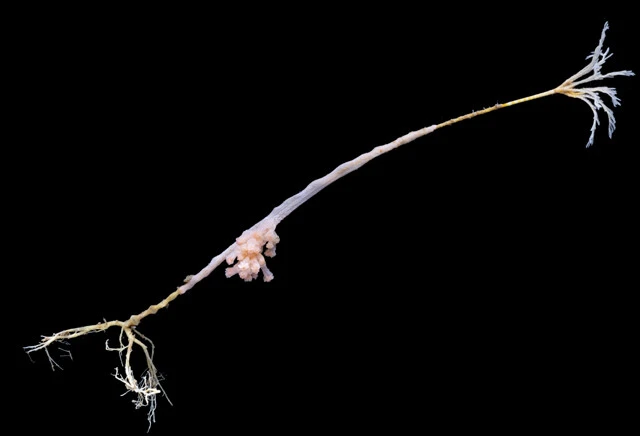 ウミユリに付着する「八放サンゴの仲間」　北極海の水深2203mの場所で見つかった八放サンゴの仲間。ウミユリに付着することで餌になる微粒子を採りやすくしている（Martin Hartley／The Nippon Foundation-Nekton Ocean Census ©2024）